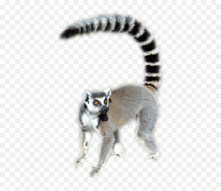 Lemur Png - Lemur Transparent Background,Lemur Png