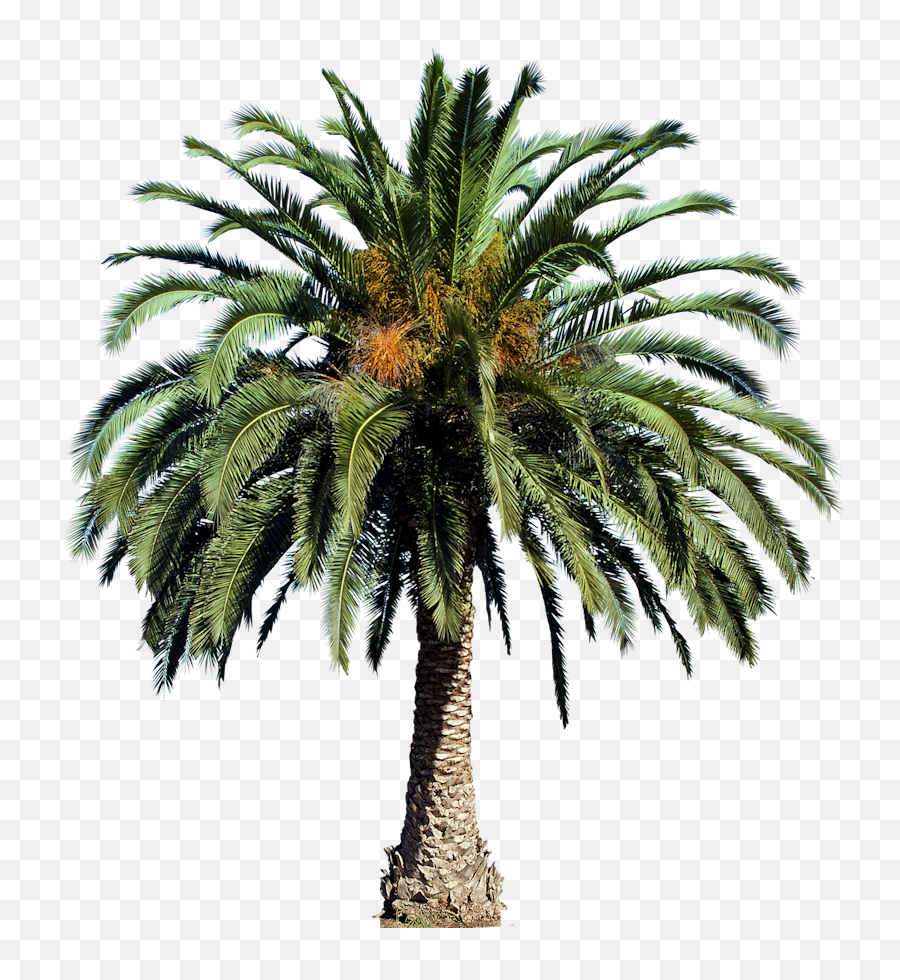 Small Palm Tree Png Picture 795865 - Date Palm Tree Png,Palm Png