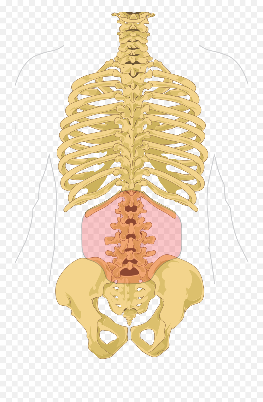 Low Back Pain - Wikipedia Anatomy Of Posterior Skeleton Png,Pain Transparent