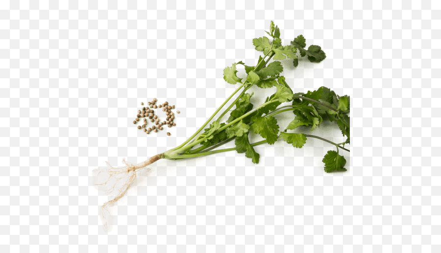 Cilantro Is More Than Just Leaves - Food Png,Cilantro Png