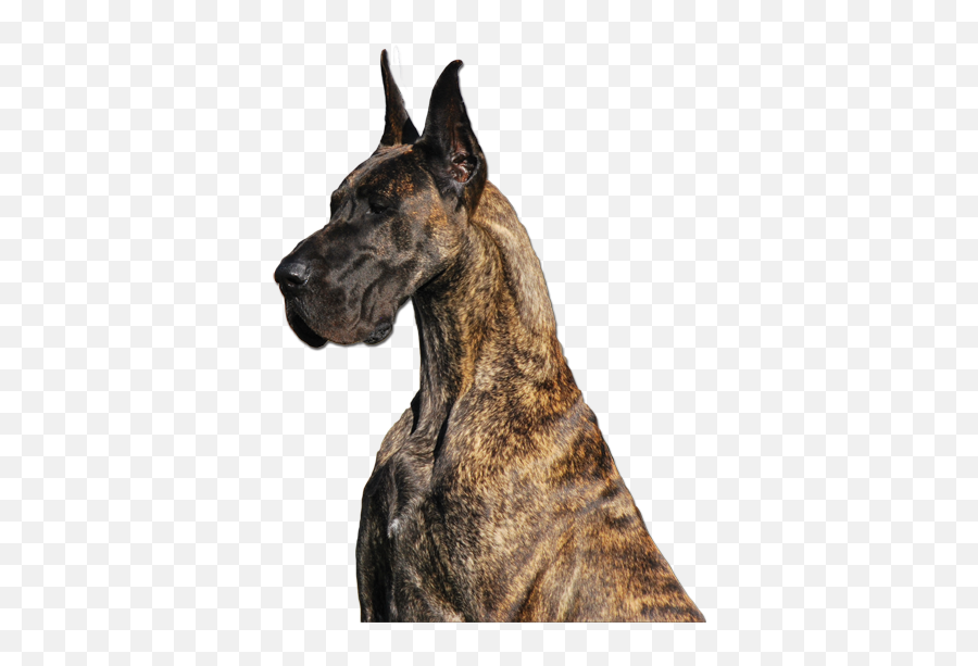 Great Dane - Great Dane Png,Great Dane Png