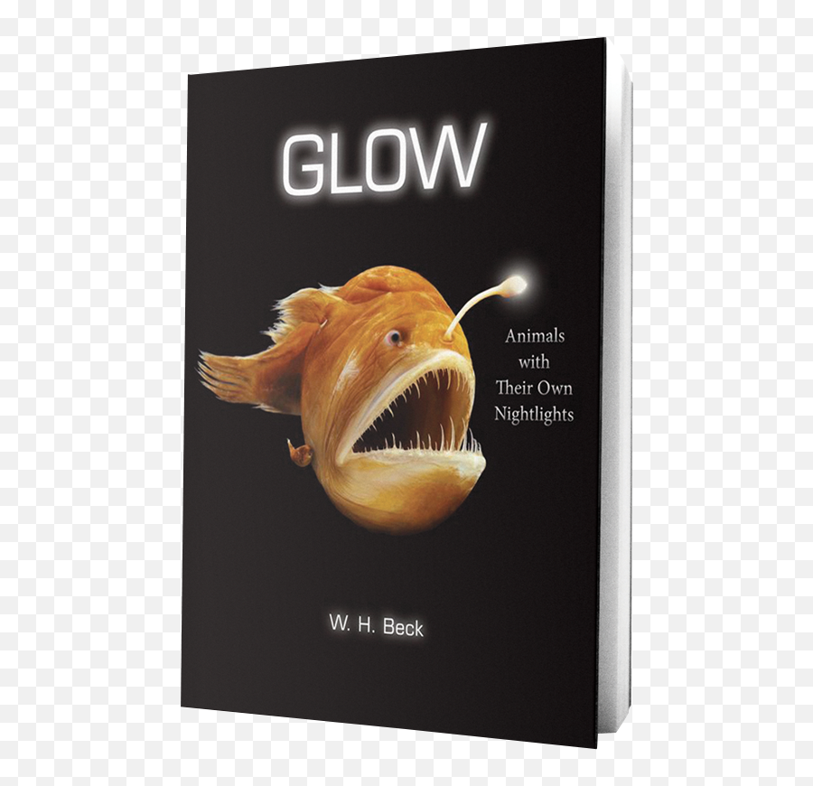 Glow Animals With Their Own Night - Lights Feed Magazine Glow Animals With Their Own Night Lights Png,Glow Transparent Background
