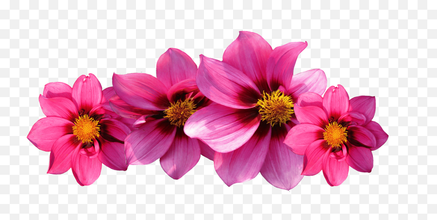 Aesthetic Flower Png Transparent Free - Hot Pink Flowers Png,Garden Flowers Png