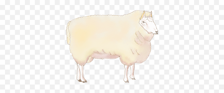 Clipart Sheep - Soft Png,Sheep Transparent