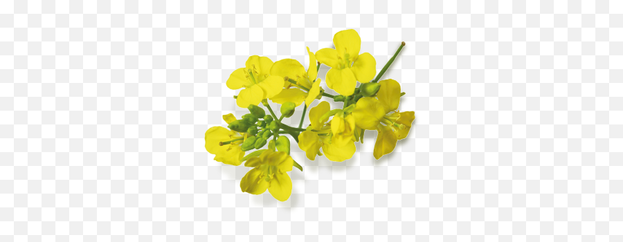 La Moutarderie Edmond Fallot - Mustard Seed Flower Png,Mustard Png