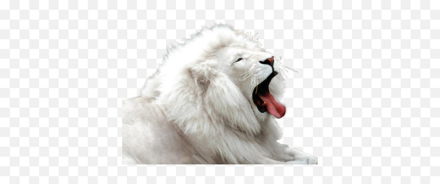 White Tiger Free Png Transparent Image - Albino Animals,White Tiger Png