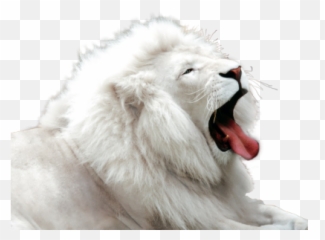 White Tiger Free Png Transparent Image - Albino Animals,White Tiger Png