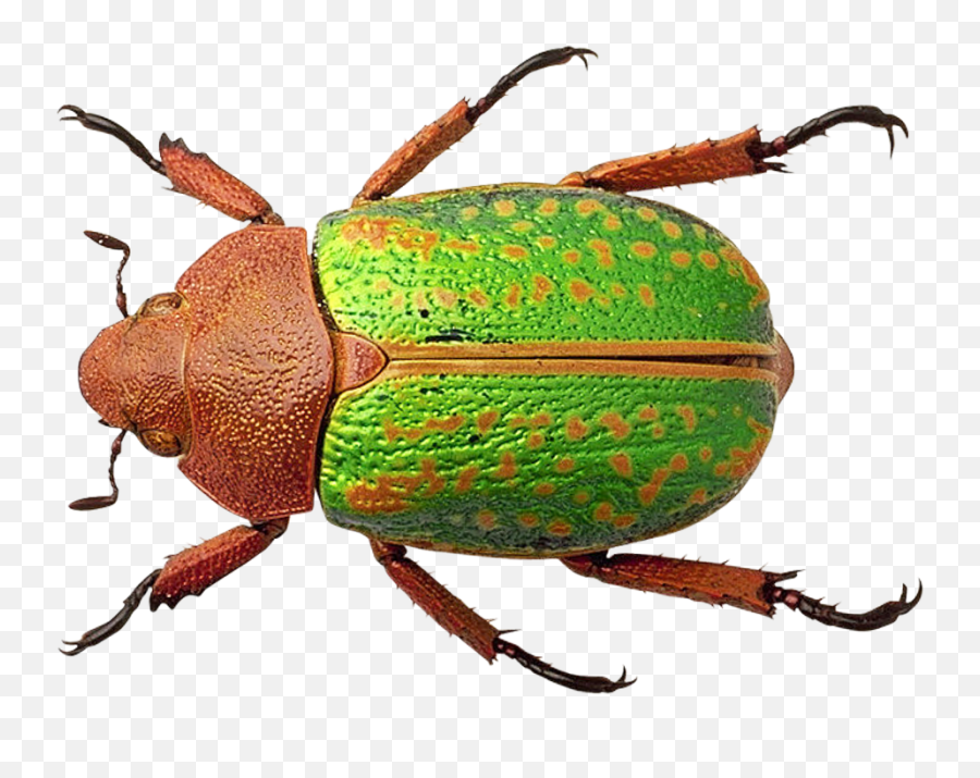 Download Bug Png Image For Free - Bug Png Transparent,Bugs Png