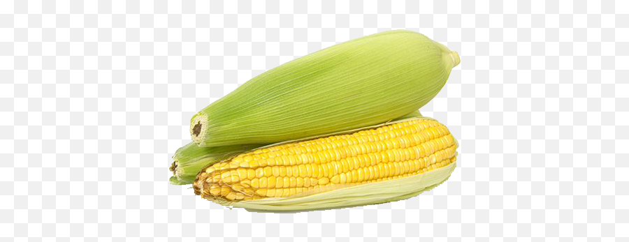 Corn Png Transparent Images Free Download Background