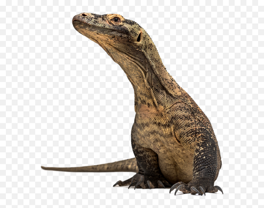 Download Dragon Rocks - Komodo Dragon Png,Komodo Dragon Png