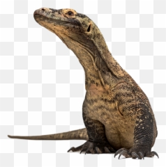 Download Dragon Rocks - Komodo Dragon Png,Komodo Dragon Png
