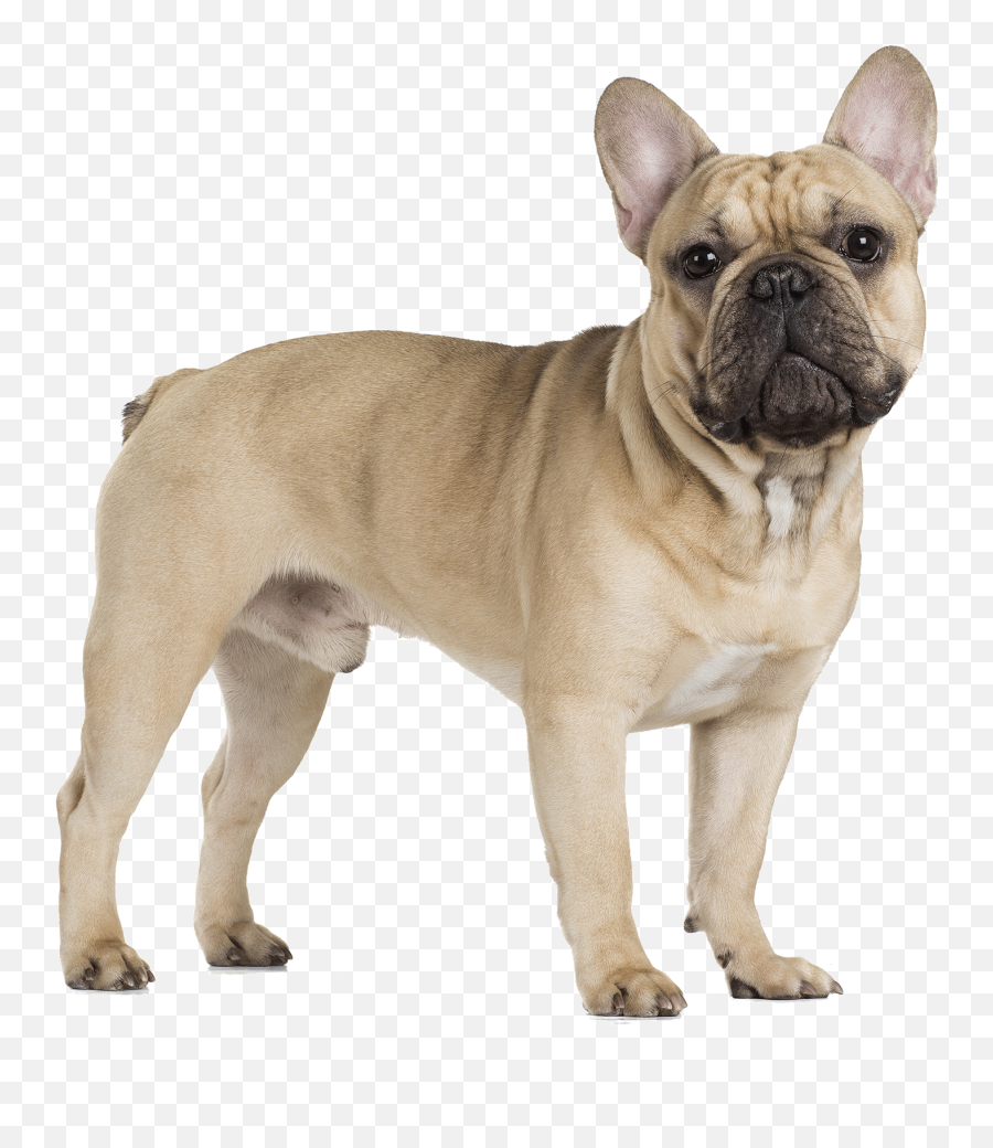 French Bulldog Cavalier King Charles - French Bulldog Png,Pug Transparent Background