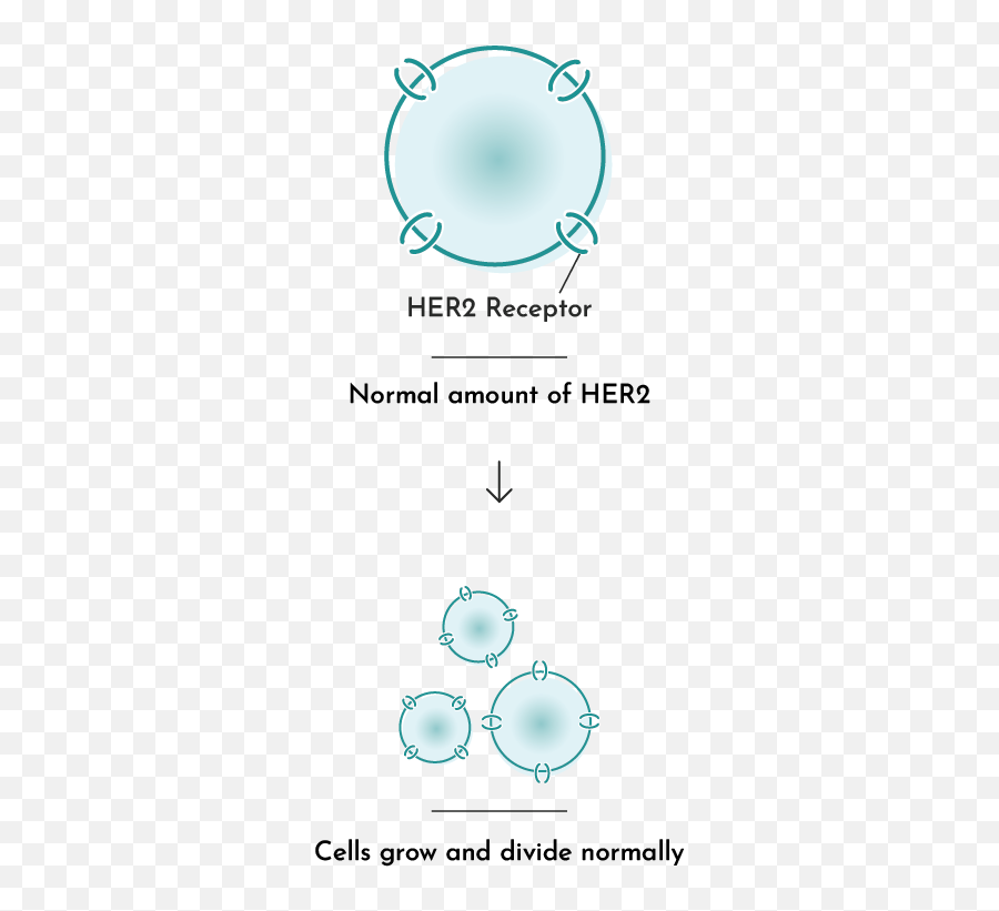 What Is Her2 - Positive Breast Cancer Phesgo Pertuzumab Dot Png,Cancer Cell Icon