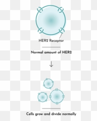 What Is Her2 - positive Breast Cancer PHESGO pertuzumab Dot png