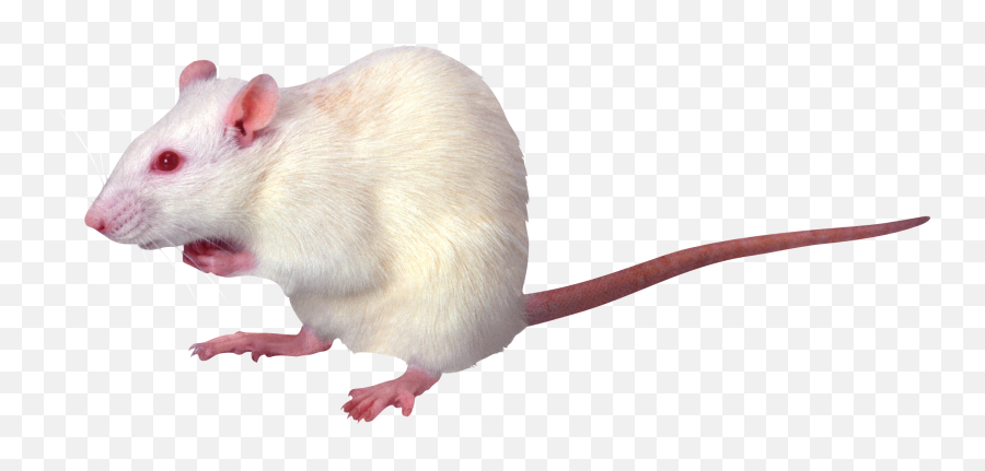 Mouse Png Cursor Computer Clipart Download - White Rat Transparent Background,Mouse Png