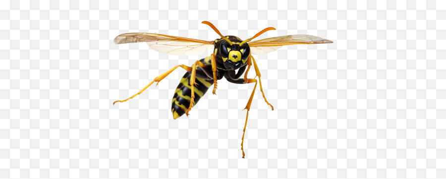 Wasp Hornet Yellow Jacket Control - Wasps And Hornets Png,Wasp Png