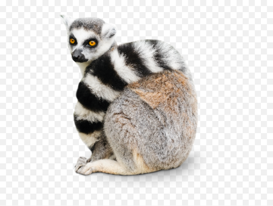 Lemur Png - Ring Tailed Lemur Transparent,Lemur Png