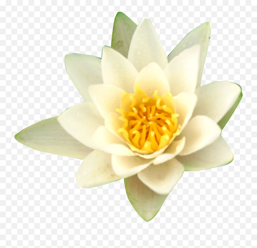 Water Lilies Nelumbo Nucifera Flower - Water Lilies Png Portable Network Graphics,Lilies Png