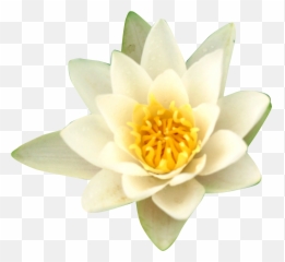 Water Lilies Nelumbo Nucifera Flower - Water Lilies Png Portable Network Graphics,Lilies Png