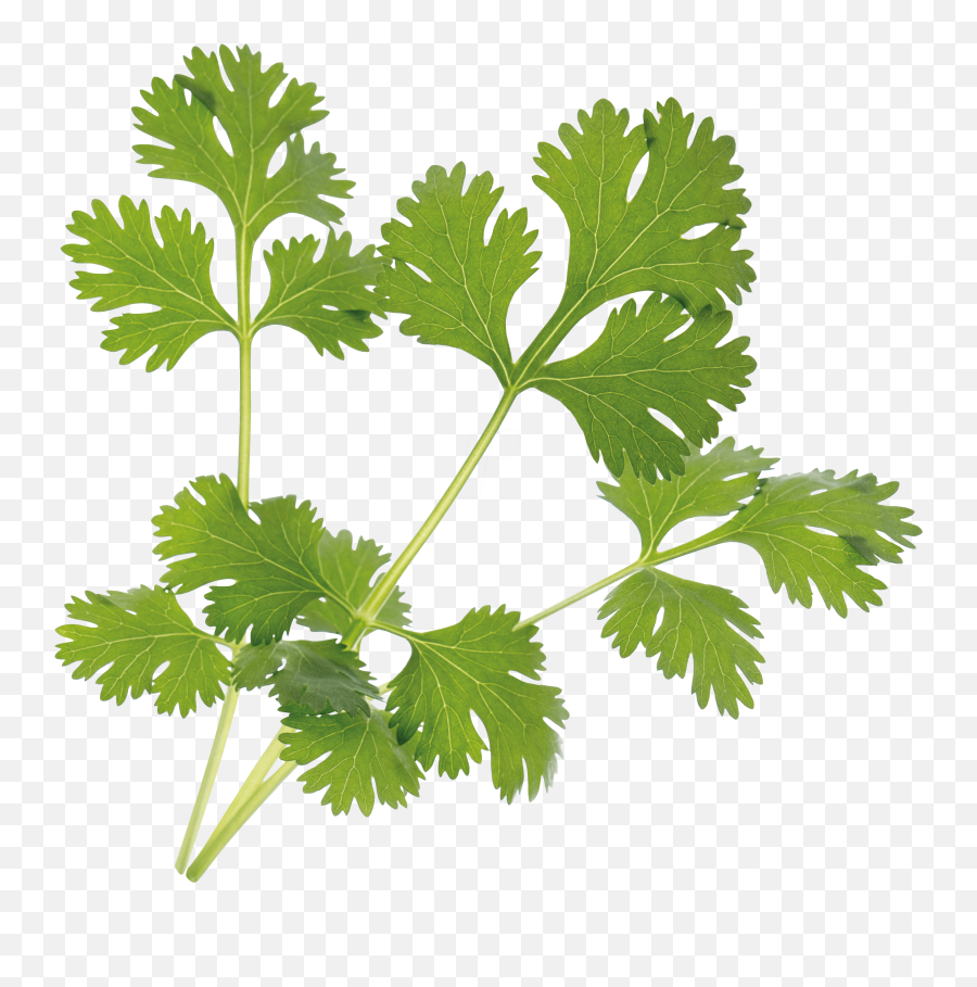 Organic Cilantro - Coriander Png,Cilantro Png