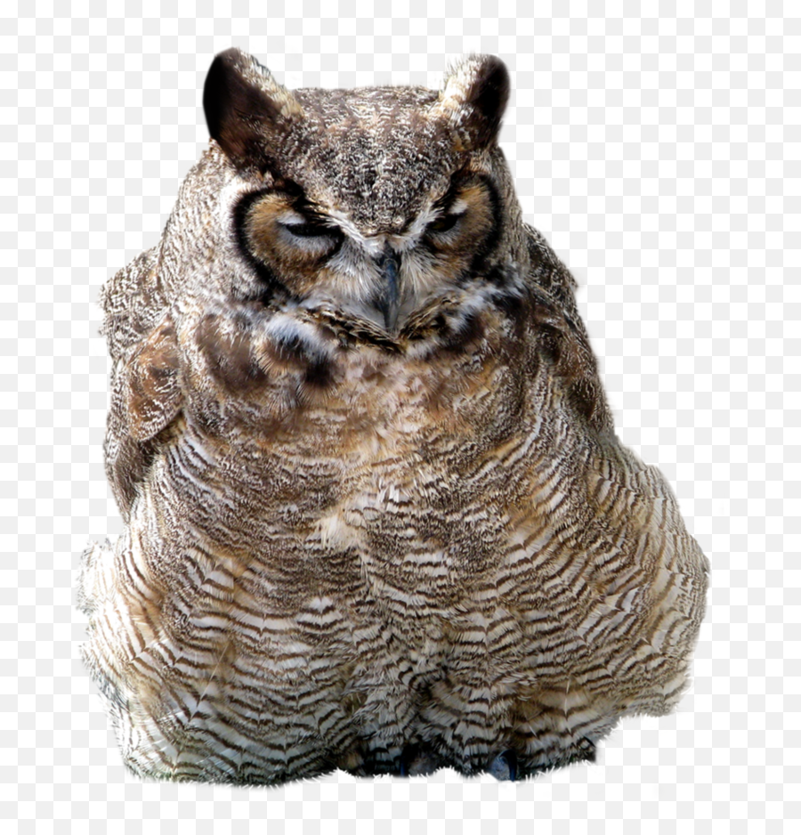 Download Owl Png Image - Owls,Owl Transparent Background