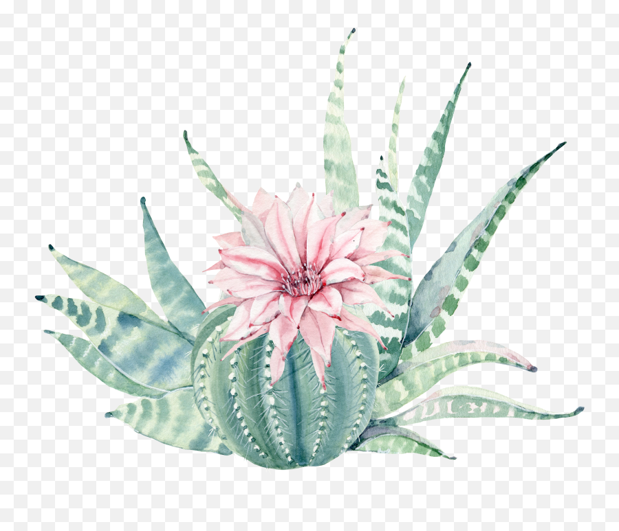 Aloe Drawing Flower Transparent U0026 Png Clipart Free Download - Watercolor Succulent Transparent Background,Aloe Png
