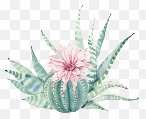 Aloe Drawing Flower Transparent U0026 Png Clipart Free Download - Watercolor Succulent Transparent Background,Aloe Png