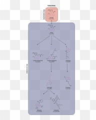 Medical Quinolines Pathway - Diagram Png,Pathway Png
