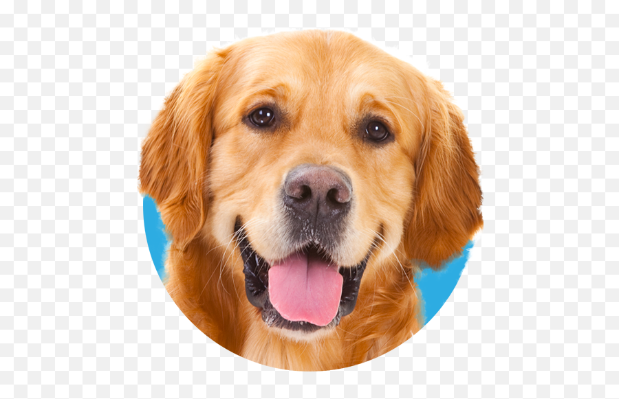 Little Buddies - Golden Retriever Png,Doggo Png