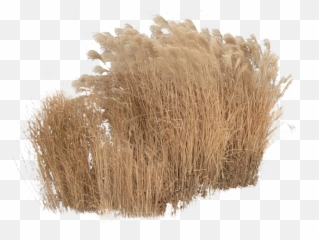 Reed Grass Png - Cutout Plant Grass Transparent Brown Grass Png Photoshop Render,Grass Png Transparent