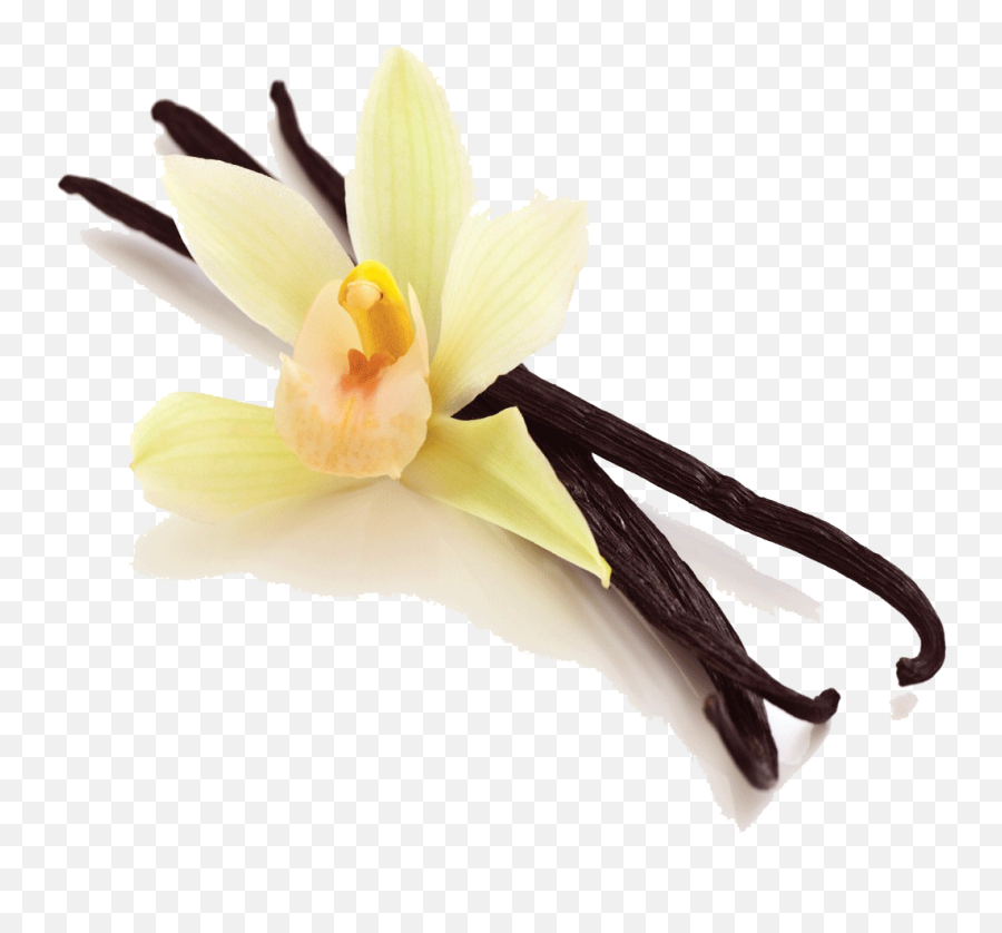 Vanilla Bean Picture Hq Png Image - Vanilla Bean Image Transparent,Vanilla Bean Png