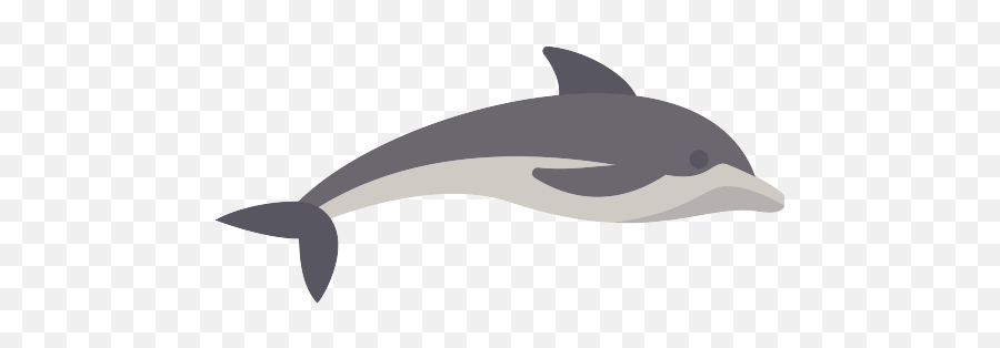 Dolphin Png Icon 24 - Png Repo Free Png Icons Dolphin,Dolphins Png