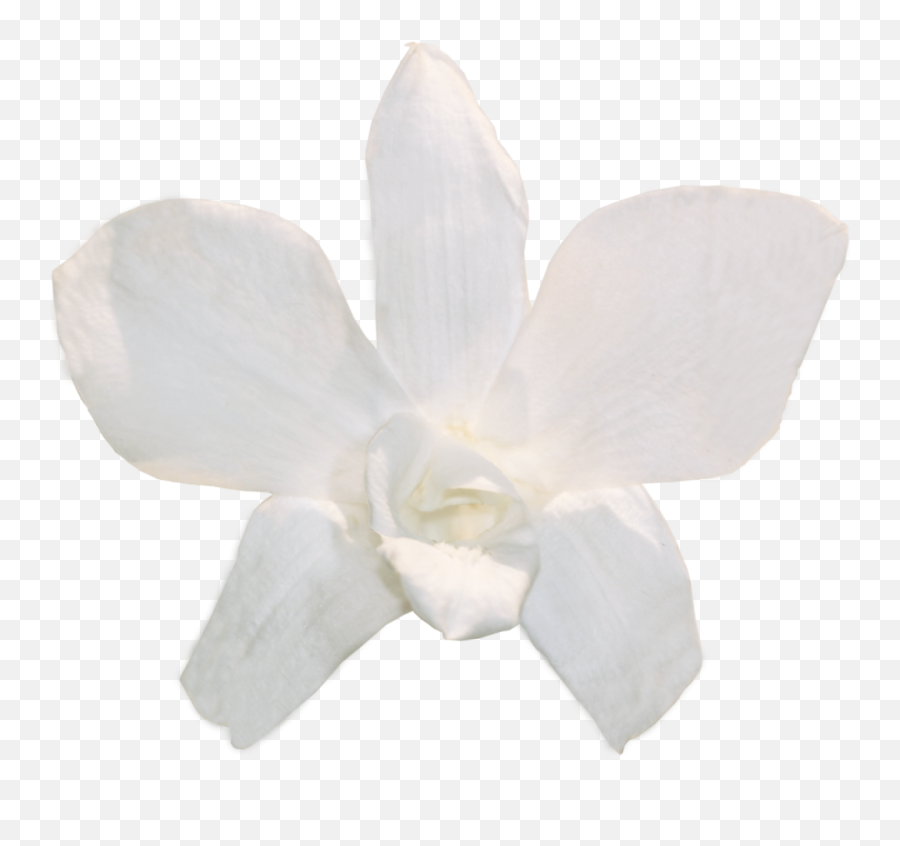 White Orchid Png - White Dendrobium Orchid Png 1929315 Moth Orchids,Orchid Png