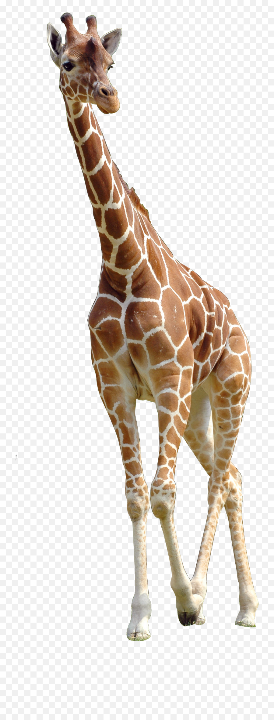 Giraffe Png Download - Giraffe Png Transparent,Giraffe Transparent
