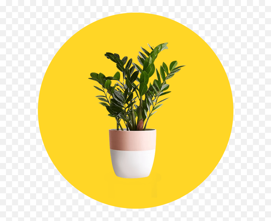 13 Plants Delivery Services That Order Straight To Your Door - Flowerpot Png,Hanging Ivy Png