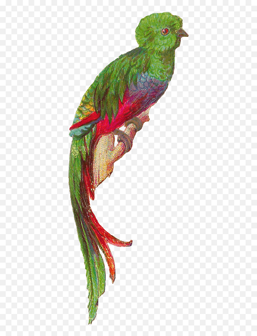 Bird Quetzal Png Transparent Cartoon - Dyed,Quetzal Png