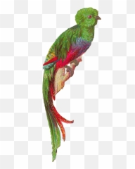 Bird Quetzal Png Transparent Cartoon - Dyed,Quetzal Png