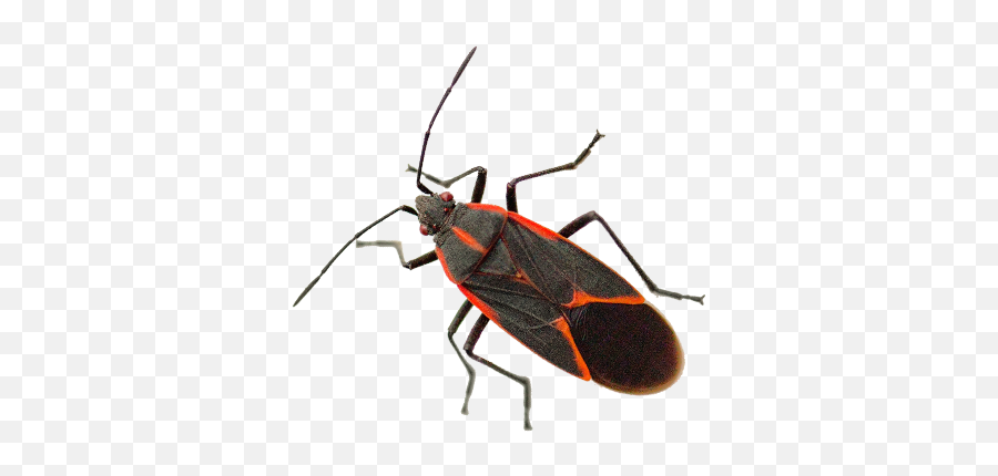 Boxelder Bug Transparent Image Png Arts - Box Elder Bug White Background,Bugs Png