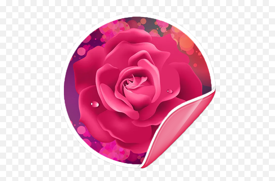 Flowers Roses Stickers For Whatsapp - Rose Flower Dp For Whatsapp Png,Family Icon Images For Whatsapp