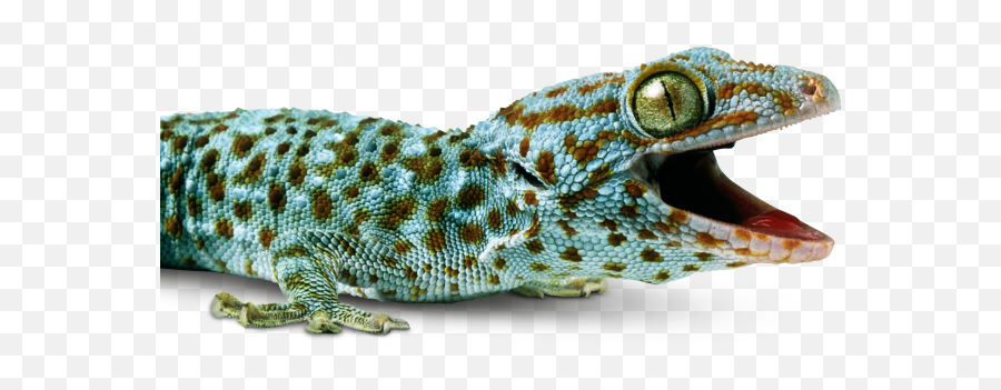 Gecko Black Transparent Png Clipart - Long Do Geckos Live,Gecko Png