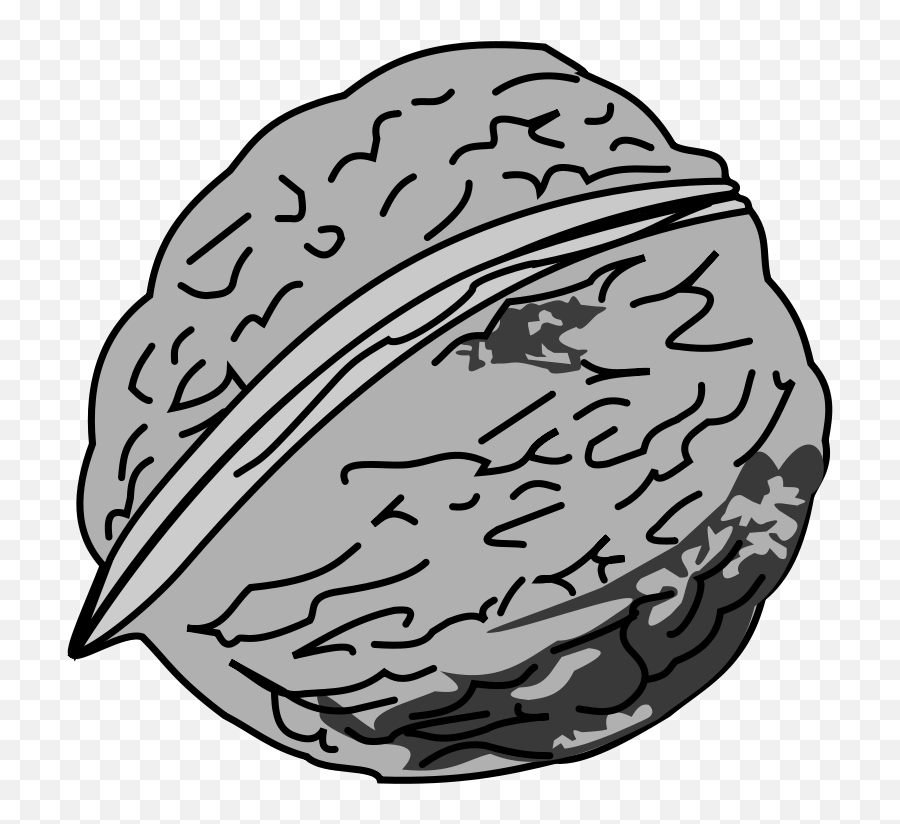 Nut Clipart Black And White - Outline Image Of Walnut Png,Walnut Transparent