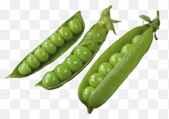 Download Three Pods With Peas Png Image - Pigeon Pea Png,Peas Png