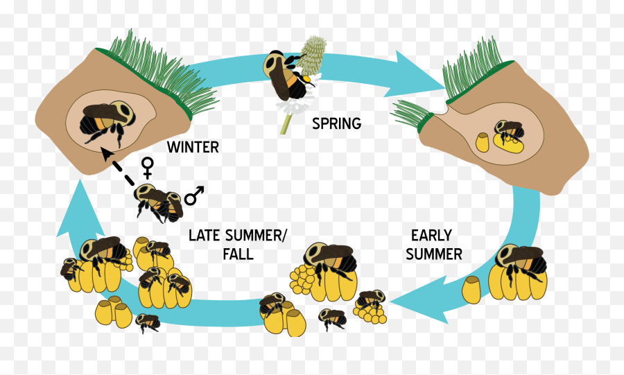 Life Cycle And Biology U2013 Bumble Bees Of Wisconsin Uwu2013madison - Bumble Bee Life Cycle Png,Bumble Bee Png