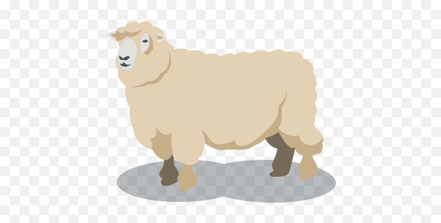 Sheep Wool Animal - Sheep Wool Png,Sheep Png