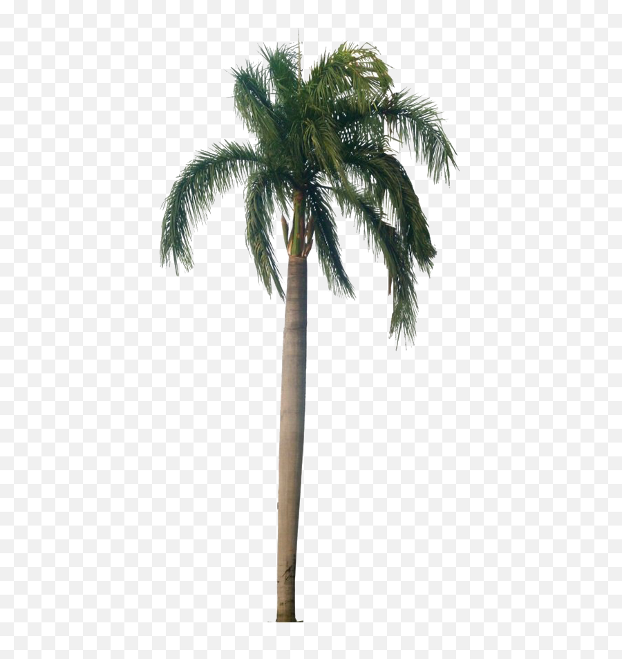 Tropical Palm Tree Png Hd Quality Play - Roystonea Regia Png,Palm Png