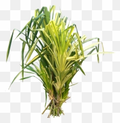 Tropical Plant Pictures Pandanus - Png