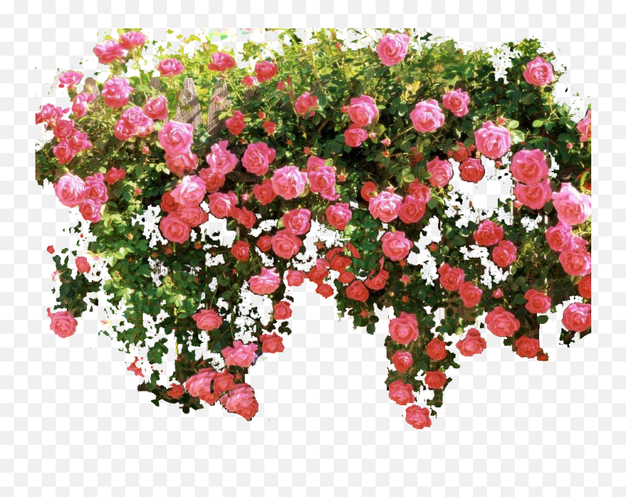 Download Hd Pink Flower Vine Png - Transparent Vine Transparent Pink Rose Bush,Transparent Vine