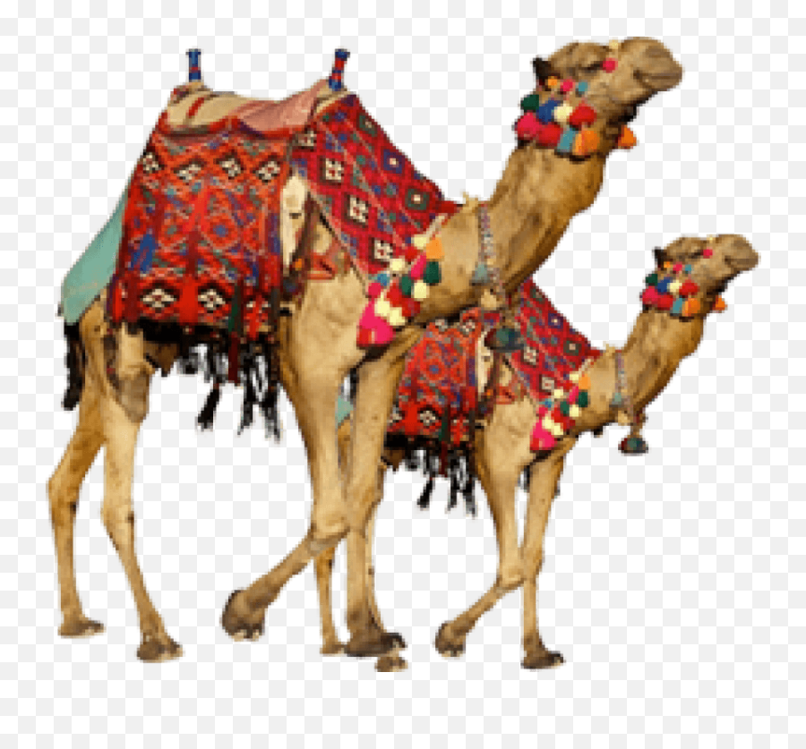 Download Hd Free Png Camel Images - Camel Png,Camel Png