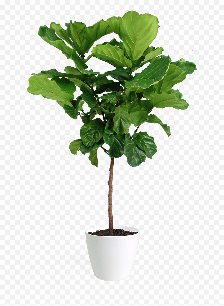 Ficus Lyrata Large Standard - Fiddle Leaf Fig Png,Plant Transparent