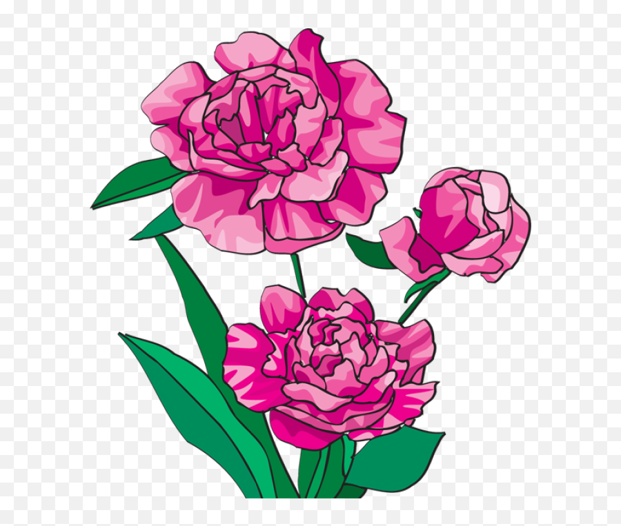 Free Peonies Png Download Clip - Clipart Peony,Peonies Png